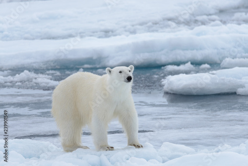 Wild polar bear on pack ice in Arctic sea close up