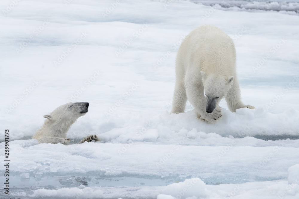 Two young wild polar bears playing on pack ice in Arctic sea, north of Svalbard Two young wild polar bears playing on pack ice in Arctic sea, north of Svalbard