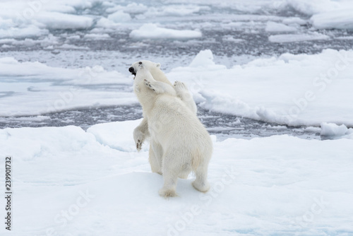 Two young wild polar bears playing on pack ice in Arctic sea, north of Svalbard