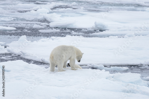 Two young wild polar bears playing on pack ice in Arctic sea, north of Svalbard