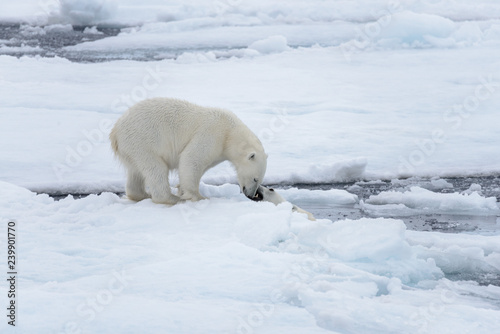 Two young wild polar bears playing on pack ice in Arctic sea, north of Svalbard