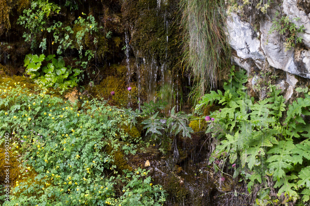 Fototapeta premium Muschio e cascate