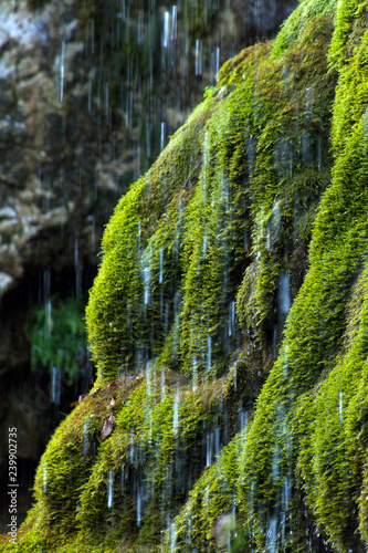 Muschi e cascate photo