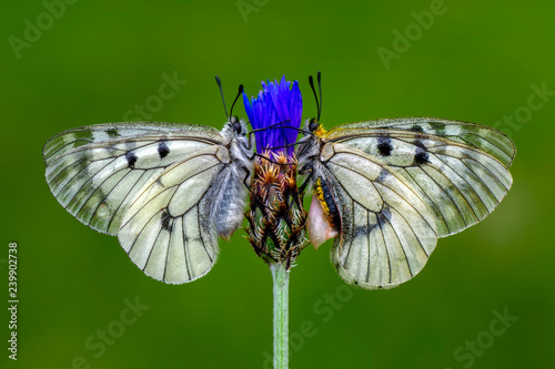 Closeup butterfly on flower 