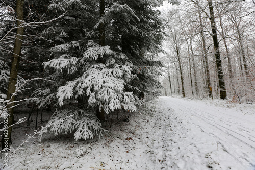 Wallpaper Mural Winter forest. Frosty morning in winter forest Torontodigital.ca