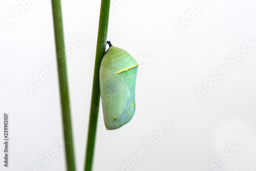 Monarch Butterfly Chrysalis
