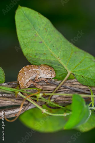 Baby Green chameleon - Stock Image