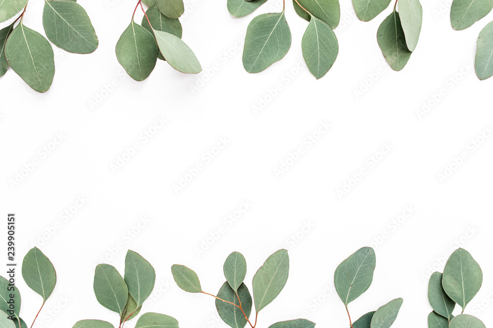 border frame made of branches eucalyptus isolated on white background. lay flat, top view