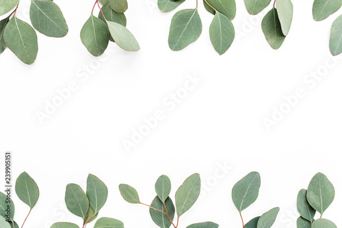 border frame made of branches eucalyptus isolated on white background. lay flat  top view