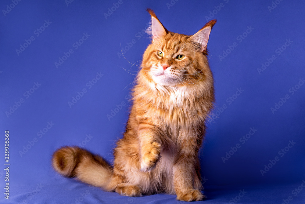 Big red and white maine coon cat sitting on blue background.