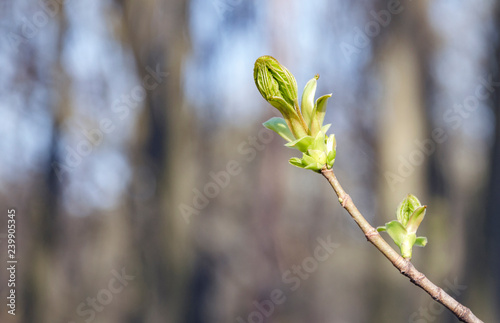 new leaf growth