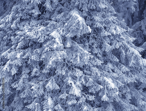 Snow-covered frosty branches of fir-tree in winter fores