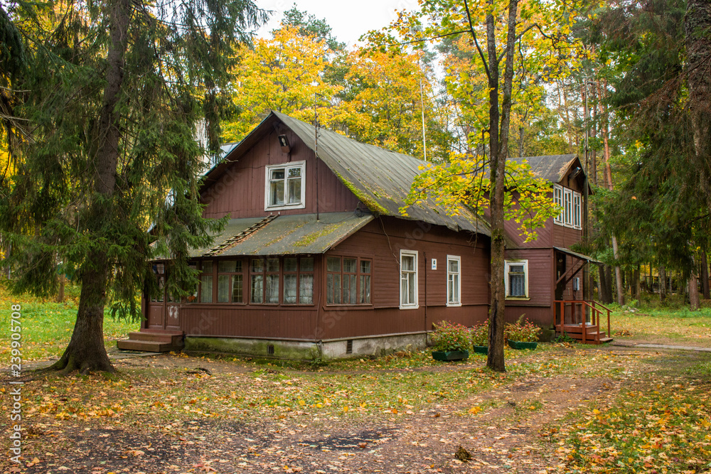 wooden houses surrounded by maple trees wooden houses surrounded by maple trees