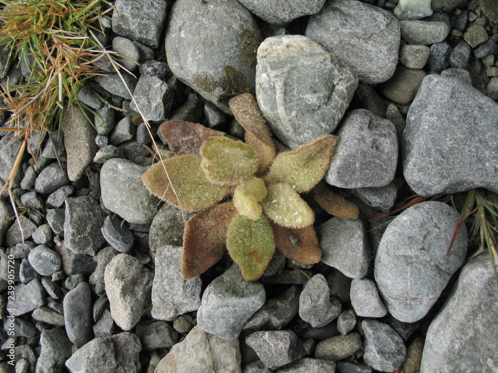 New Zealand. Plant near of Milford Sound Nature. South Island New Zealand. Plant near of Milford Sound Nature. South Island