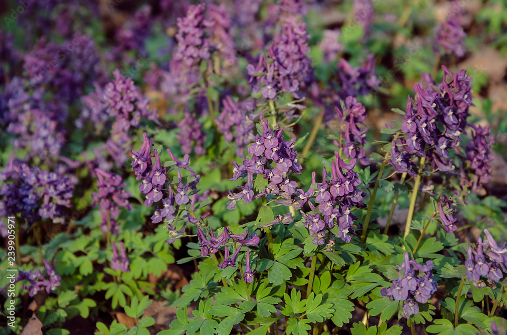 Fototapeta premium Corydalis flowers, perennial herb