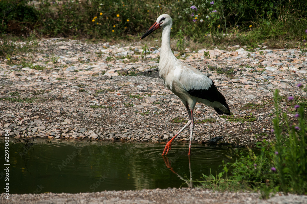 Fototapeta premium White stork closeup in a pond near stone road and greenery background in sunny summer day