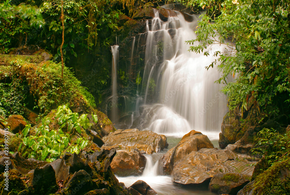 Fototapeta premium waterfall in forest