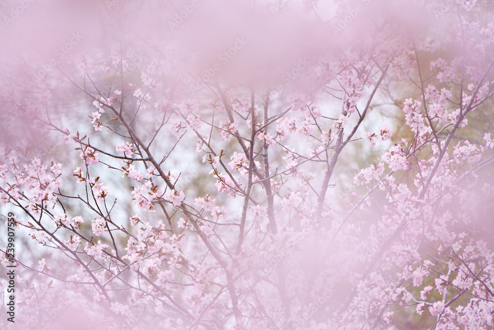 Naklejka premium 桜