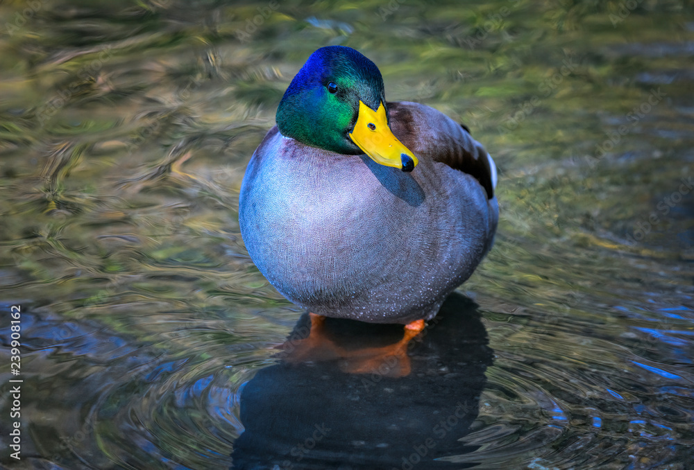 Obraz premium Male mallard duck at Parco naturale Laghi di Avigliana (Avigliana Lakes Nature Reserve), Avigliana, Italy