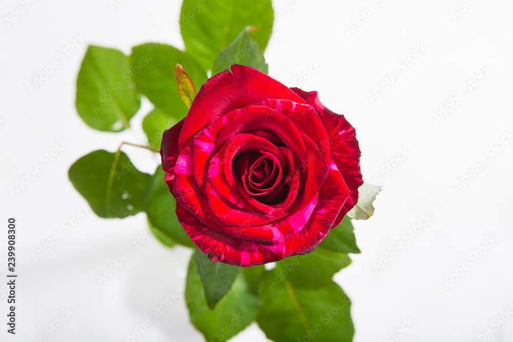 Red rose flower rosette with leaves isolated on white. Top view Red rose flower rosette with leaves isolated on white. Top view