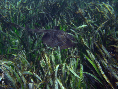 Well camouflaged Ray Shark-Eastern Fiddler Ray-Trygonorrhina fasciata hiding in sea grass bed  Australia