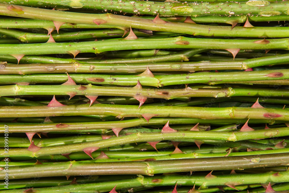 stem of rose bush with thorns background stem of rose bush with thorns background