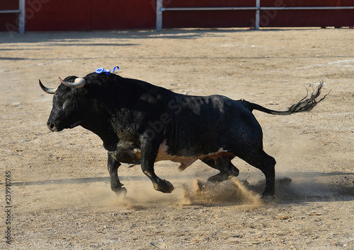 toro negro tipico español