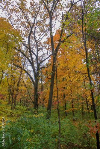 Colorful Trees at Pere Marquette State Park in Grafton Illinois