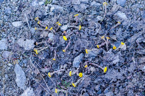 Tussilago farfara on grey ground photo