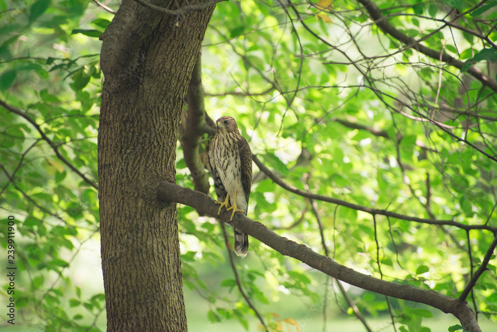 Obraz premium hawk sitting on a branch in a tree