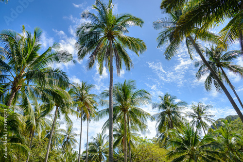 Palmeral en una playa de la provincia de Krabi en el Sur de Tailandia