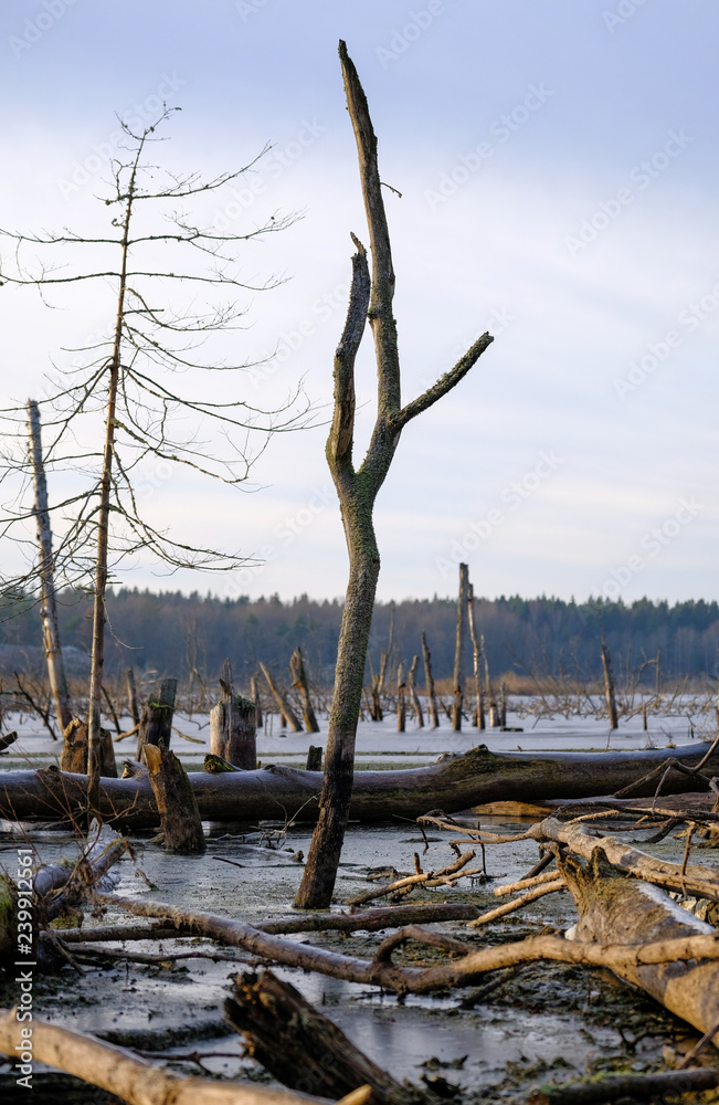 a dead tree grown in a lake surrounded by several dead trees a dead tree grown in a lake surrounded by several dead trees