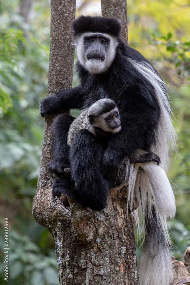 Black and white Colobus Monkey with baby taken in Africa