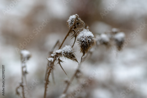 Thistle covered with fresh snow. Withered plants on the meadow.