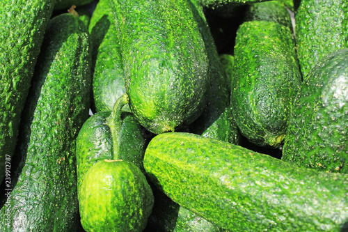 Green raw cucumber whole healthy vegetable diet food low kcal