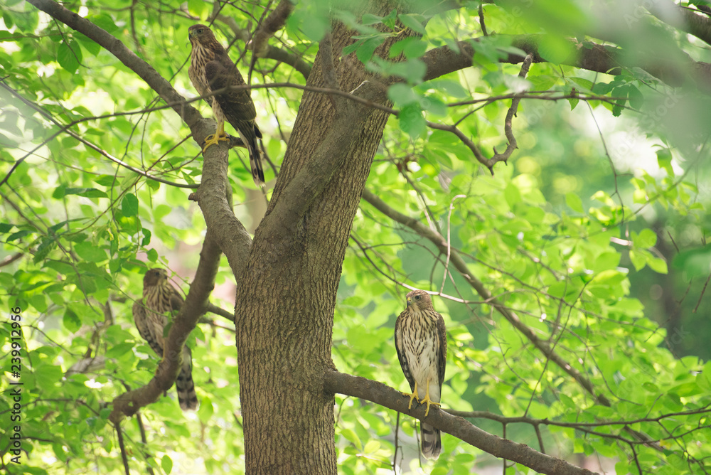 three hawks sitting on a branch in a tree three hawks sitting on a branch in a tree