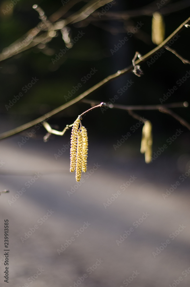 Obraz premium Birch tree during springtime