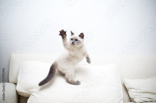 British kitten waves with paw