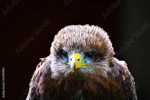 lanner falcon portrait
