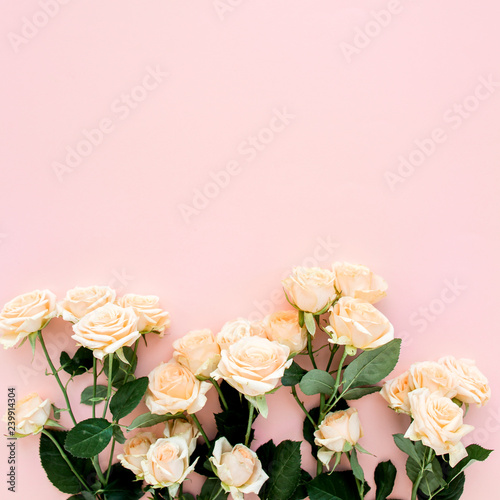 Pastel tea rose flowers on pink background. Floral background. Minimal floral concept. Flat lay  top view.  