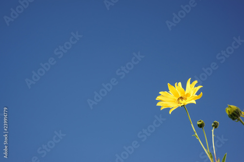 Yellow flower Blue sky Copy space