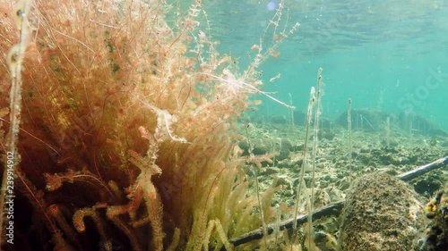 Reddish water-milfoil plants swaying underwater in clear-watered lake photo