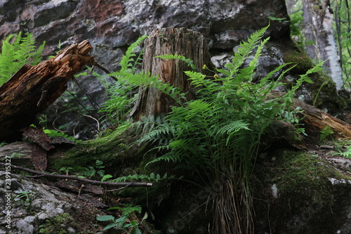 Fern