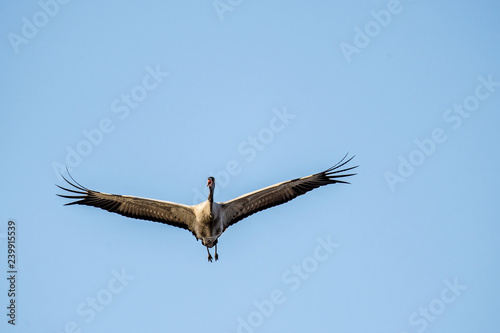 Bird in flight. A silhouette of crane in flight at Sky background. Front view. Eurasian crane or  Common Crane  Grus grus or Grus Communis.