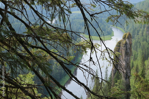 Spruces and Usva river
