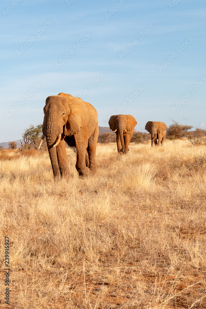 African elephants on safari