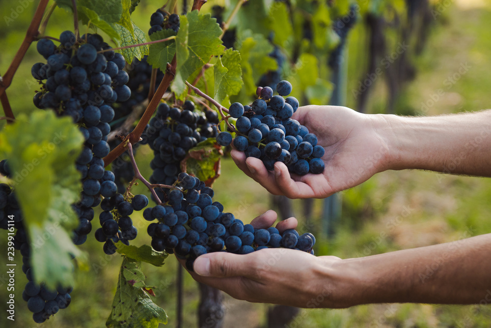 hand of a young man touching Grapes during harvest in a vineyard