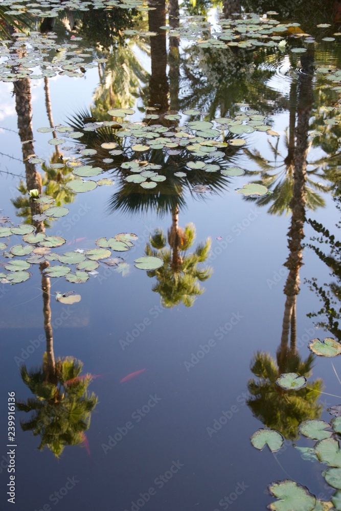 Palm trees reflected in a pond with waterlilies and goldfish Palm trees reflected in a pond with waterlilies and goldfish