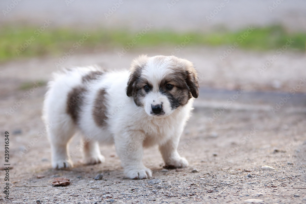 Adorable puppy lying on the green grass in the garden Adorable puppy lying on the green grass in the garden