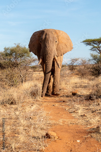 African elephant walking on plain